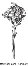 An image of French canna flowers. It is a modern variety of canna flowers and it is a smaller form, vintage line drawing or engraving illustration.