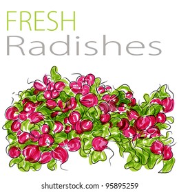 An image of a fresh radishes.