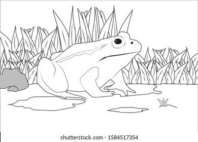 Image of a frog waiting for an insect to pass. Stand among the bushes on a puddle of water