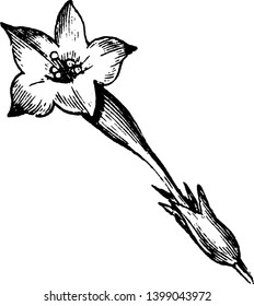 An image of a Funnel-Shaped Corolla flower which is the inner circle of the parts of the flowers, composed of petals, vintage line drawing or engraving illustration.
