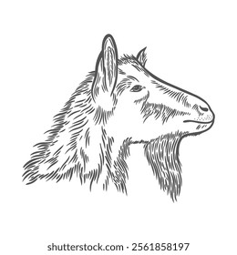 Image of a goat in engraving style. Goat's head in line drawing style. Hand drawn sketch in a graphic style. Goat farm animal