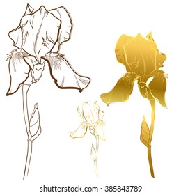 Image of gold and contour flower iris