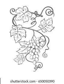 image of grapes with bunches and leaves