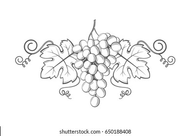 image of grapes with bunches and leaves