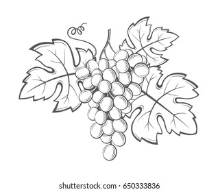 image of grapes with bunches and leaves