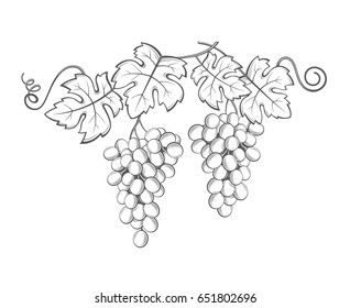 image of grapes with bunches and leaves