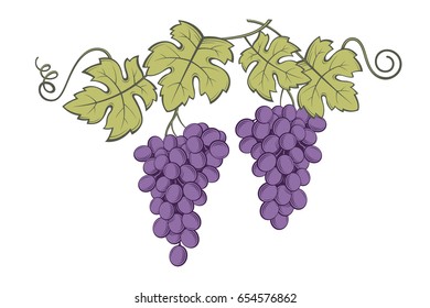 image of grapes with bunches and leaves