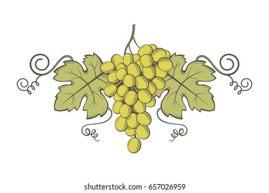 imagen de uvas con racimos y hojas