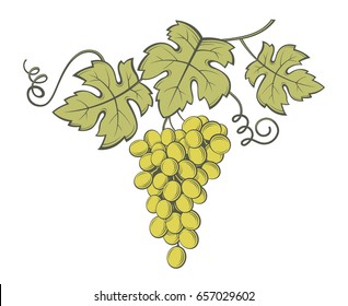 image of grapes with bunches and leaves
