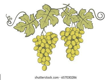 image of grapes with bunches and leaves