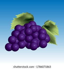 Image of grapes for use as a dash in the magazine. Assemble the scene and background.
