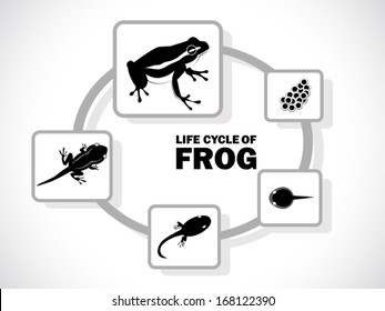 image graphic style of frog life cycle isolated on white background