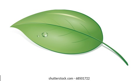 An image of a green leaf with drops