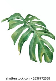 Image of a green leaf of a monstera plant on a white background