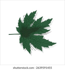 Image of a green leaf on a white background showcasing texture and shape. Perfect for eco, nature, botanical projects, design, and educational materials focused on plants and the environment. Vector