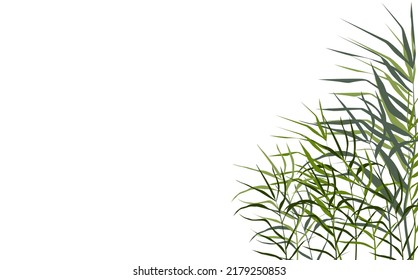 Image of a green reed or bulrush on a white background.Isolated vector drawing.