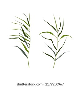 Image of a green reed or bulrush on a white background.Isolated vector drawing.