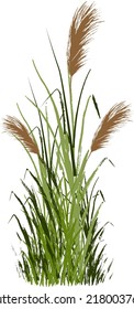 Image of a green reed or bulrush on a white background.Isolated vector drawing.