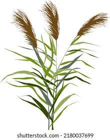 Image of a green reed or bulrush on a white background.Isolated vector drawing.