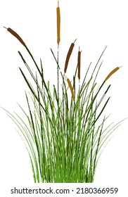 Image of a green reed or bulrush on a white background.Isolated vector drawing.