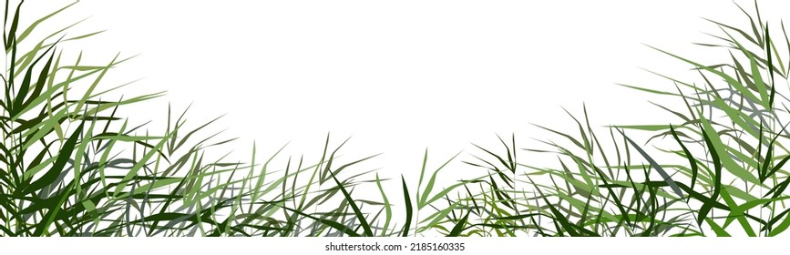 Image of a green reed or bulrush on a white background.Isolated vector drawing.