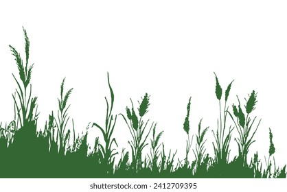 Image of a green reed,grass or bulrush on a white background.Isolated vector drawing.Black grass graphic silhouette.