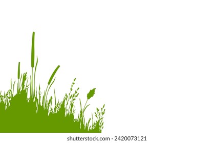 Image of a green reed,grass or bulrush on a white background.Isolated vector drawing.Black grass graphic silhouette.