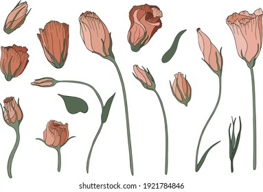 Image of hand-drawn flowers. Vector illustration of an orange lisianthus. Floristic collection isolated on white background