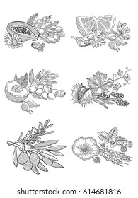 Image of herbs and berries, in lines. Vector