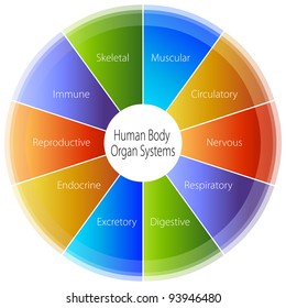 An image of a human body organ systems chart.