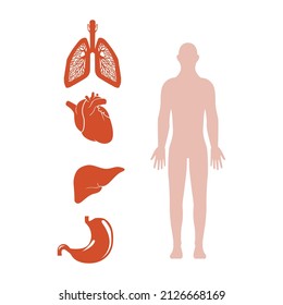 imagen del cuerpo humano y sus órganos, ilustración vectorial