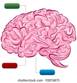 An image of a human brain diagram.
