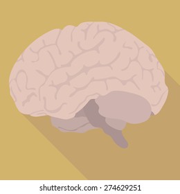 the image of the human brain. flat design