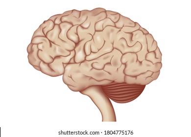 Image of the human brain. Gray matter. Central nervous system. Vector illustration. Medical illustration.