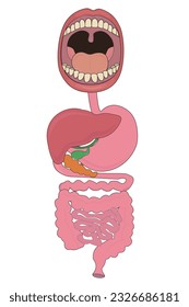 Imagen del sistema digestivo humano del tracto gastrointestinal de la boca del hígado con dientes e ilustración del vector de la boca