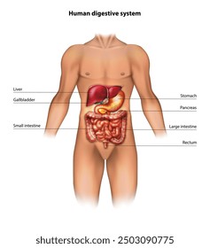 Image of the human digestive system. Vector illustration.