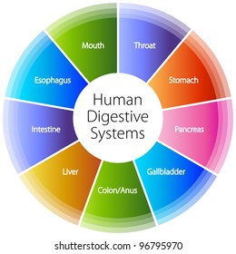 An image of a human digestive systems.