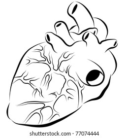 An image of a human heart ink drawing.