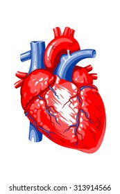 The image of the human heart on a white background