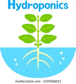 Image of hydroponics, plant growing in the water