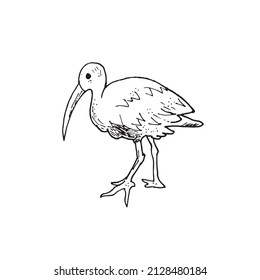 Image of an ibis in black and white