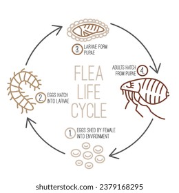 La imagen ilustra el ciclo de vida de una pulga. Diferentes etapas, tamaños y apariciones de pulgas. Infografía biológica en estilo de línea. Ilustración vectorial editable aislada en un fondo blanco