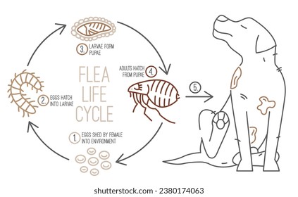 Das Bild zeigt den Lebenszyklus eines Flohs. Unterschiedliche Stufen, Größen und Erscheinungen von Flöhen. Biologische Infografiken im Linienstil. Bearbeitbare Vektorgrafik einzeln auf weißem Hintergrund