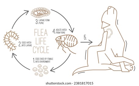 La imagen ilustra el ciclo de vida de una pulga. Diferentes etapas, tamaños y apariciones de pulgas. Infografía biológica en estilo de línea. Ilustración vectorial editable aislada en un fondo blanco