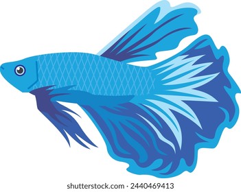 Image illustration of a blue tropical fish betta