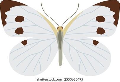 Image illustration of a cabbage butterfly spreading its wings