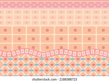 Image illustration of a cross section of the skin