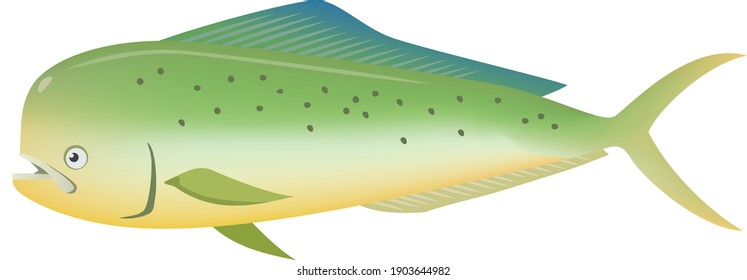 Image illustration of dolphin fish (sea creature)