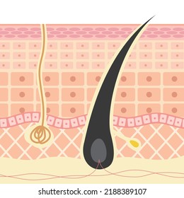 Image illustration of hair root