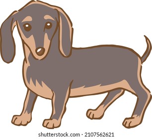 Image illustration of a standing miniature dachshund (black)